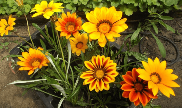 Цветок Газания: как правильно выращивать и ухаживать?