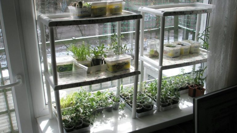 Рассада в квартире: как обустроить вертикальную посадку