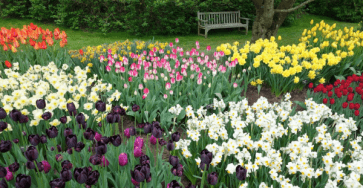 Как красиво посадить тюльпаны и нарциссы на участке: фото, как расположить цветы на клумбе, использование в ландшафтном дизайне