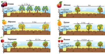 Как правильно посадить саженцы плодовых деревьев на
