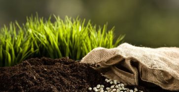 Удобрение почвы весной: какие подкормки вносить и когда?