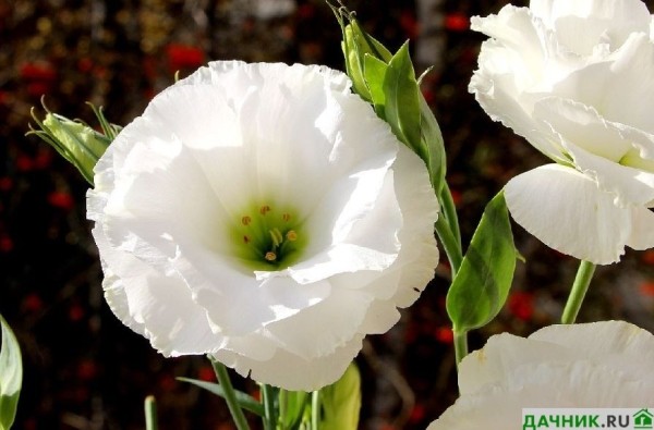 Цветы Лизиантусы: выращивание, правильная посадка и уход