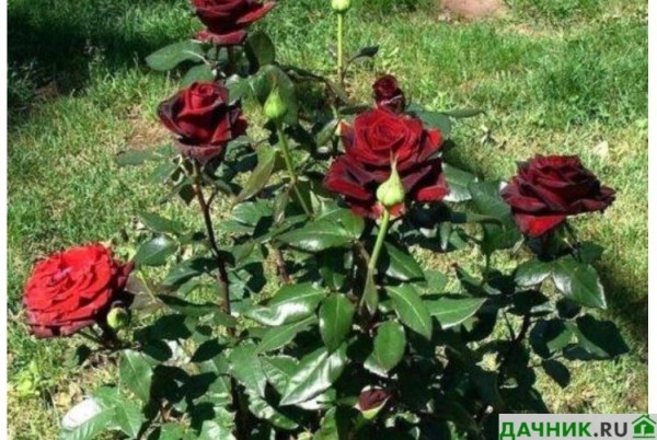 Роза Чёрная магия: описание сорта с фото, посадка и уход
