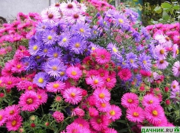 Многолетние садовые цветы Сентябринки - украшение вашей дачи