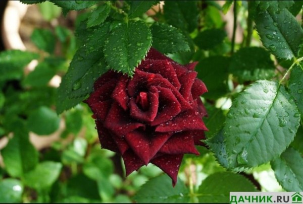 Фото: роза чайно гибридная Черная магия