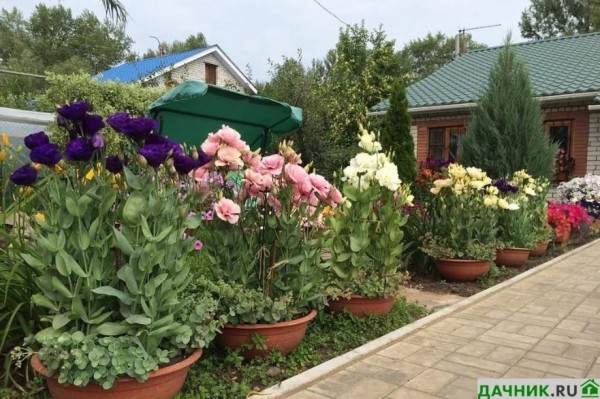 Цветы Лизиантусы: выращивание, правильная посадка и уход