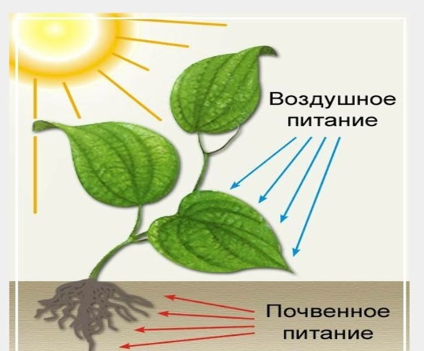 Эффективные способы защиты и питания растений