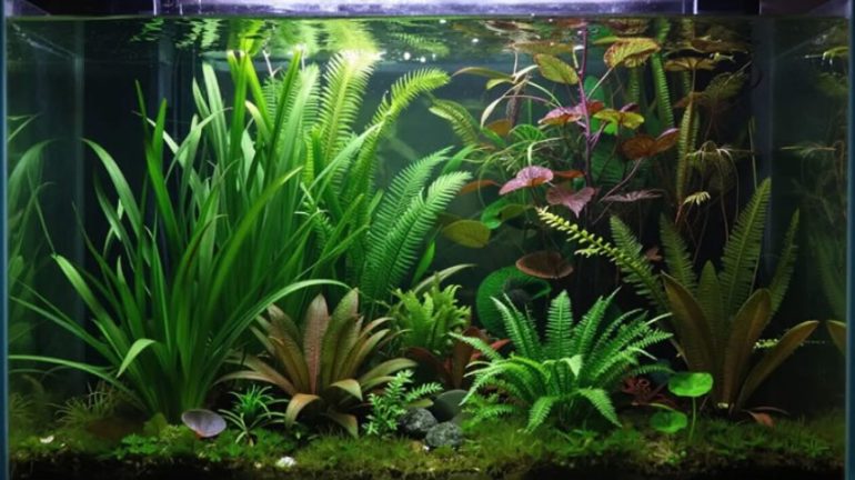 Зелёные герои подводного сада: как узнать и полюбить аквариумные растения