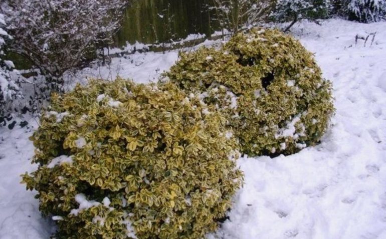 Вечнозеленые кустарники для зимней красоты: как собрать композицию, которая держит вид круглый год