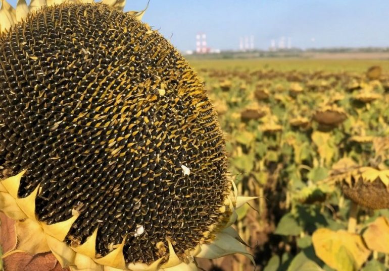 Российские семена: надёжная основа для стабильного урожая подсолнечника