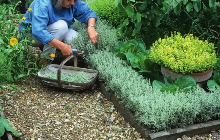 Съедобный цветник: как совместить выращивание цветов и полезных трав на небольшом участке