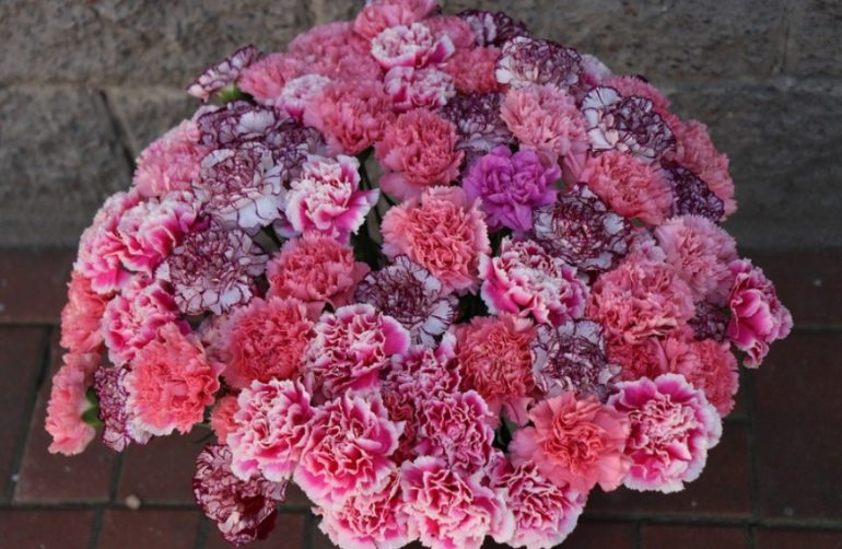 Как выгодно купить цветок гвоздики оптом к 9 Мая и не прогореть на остатках