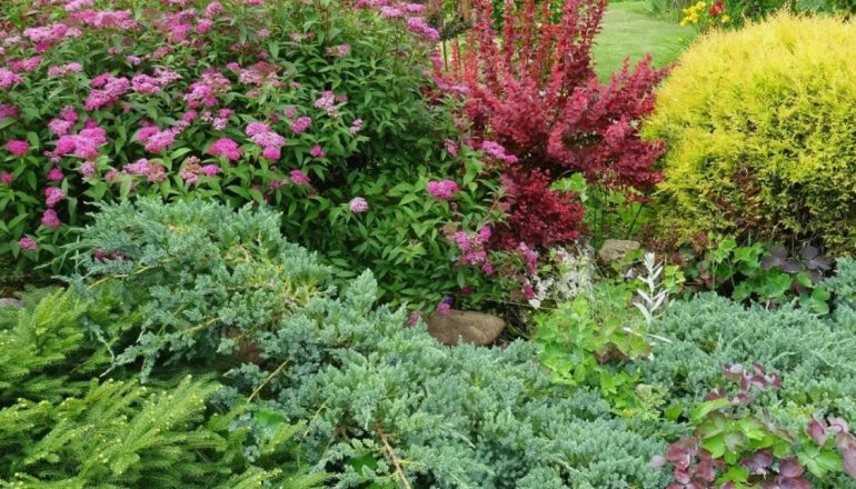 10 неприхотливых кустарников, которые украсят сад и выдержат ленивый уход