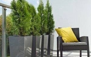 Читайте о правилах ухода за хвойными растениями на балконе и террасе