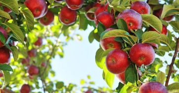 Как лечить   плодовые деревья: классификация болезней | Може