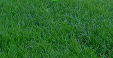 Как посадить газонную траву: виды, правила посадки, уход, советы