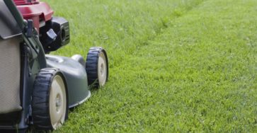Стрижка газона: как правильно и часто стричь, подготовка к зиме
