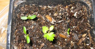 Выращивание ежевики из семян в домашних условиях