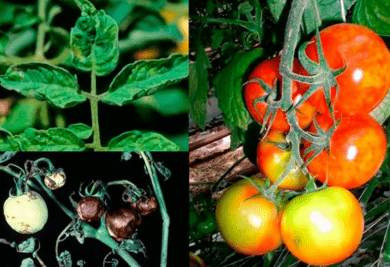 Болезни помидор и способы их лечения