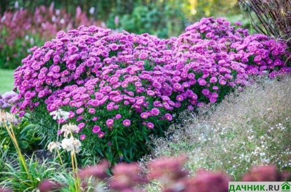 Многолетние садовые цветы Сентябринки — украшение вашей дачи
